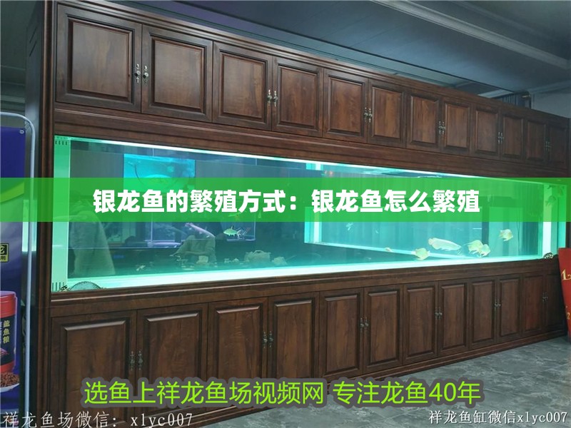 銀龍魚的繁殖方式：銀龍魚怎么繁殖
