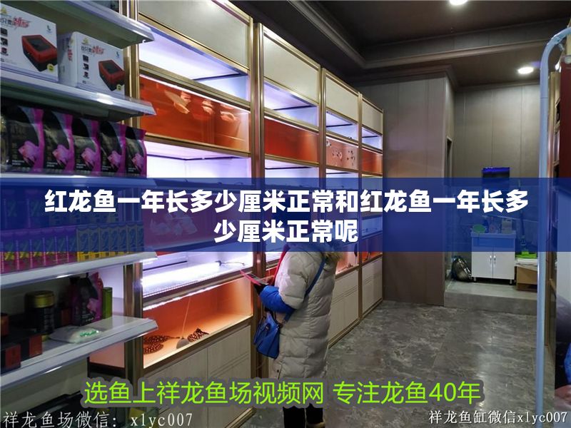 紅龍魚一年長多少厘米正常和紅龍魚一年長多少厘米正常呢