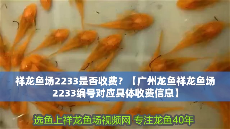祥龍魚場2233是否收費？【廣州龍魚祥龍魚場2233編號對應(yīng)具體收費信息】