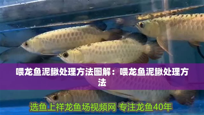 喂龍魚泥鰍處理方法圖解：喂龍魚泥鰍處理方法