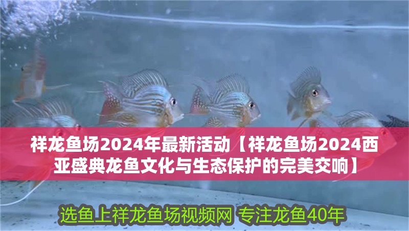 紅龍魚用黃燈烤有用嗎 祥龍魚場2024年最新活動【祥龍魚場2024西亞盛典龍魚文化與生態(tài)保護(hù)的完美交響】 龍魚論壇 祥龍魚場2024年最新活動【祥龍魚場2024西亞盛典龍魚文化與生態(tài)保護(hù)的完美交響】 祥龍魚場2024年最新活動【祥龍魚場2024西亞盛典龍魚文化與生態(tài)保護(hù)的完美交響】 龍魚論壇
