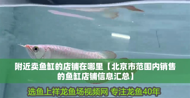 附近賣魚缸的店鋪在哪里【北京市范圍內(nèi)銷售的魚缸店鋪信息匯總】