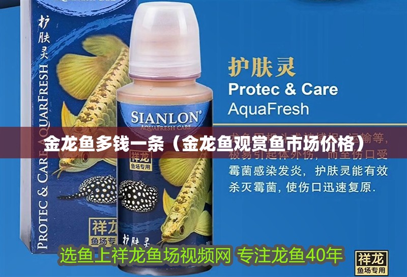 金龍魚多錢一條（金龍魚觀賞魚市場價(jià)格）