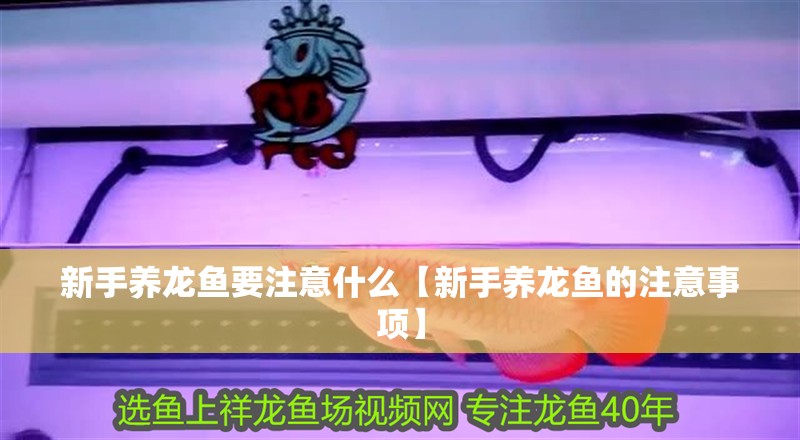 新手養龍魚要注意什么【新手養龍魚的注意事項】