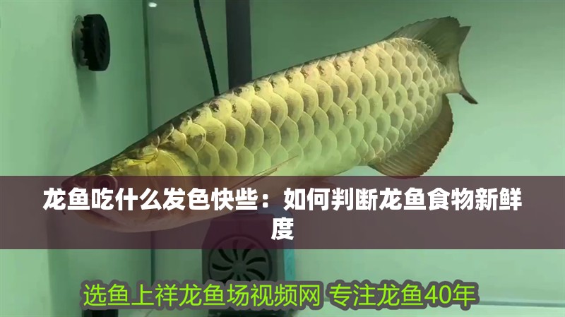 龍魚吃什么發(fā)色快些：如何判斷龍魚食物新鮮度