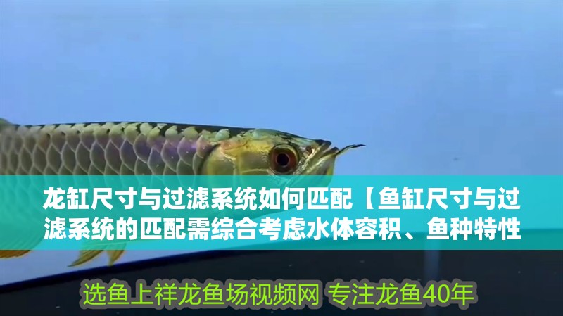 龍缸尺寸與過(guò)濾系統(tǒng)如何匹配【魚(yú)缸尺寸與過(guò)濾系統(tǒng)的匹配需綜合考慮水體容積、魚(yú)種特性及過(guò)濾效能】
