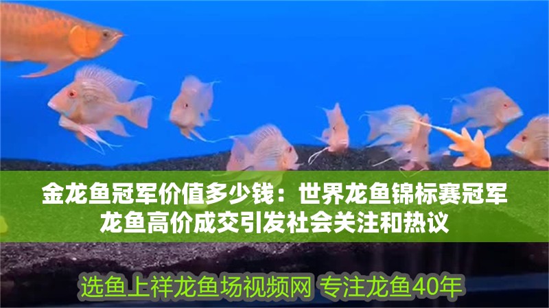 金龍魚冠軍價值多少錢：世界龍魚錦標賽冠軍龍魚高價成交引發社會關注和熱議