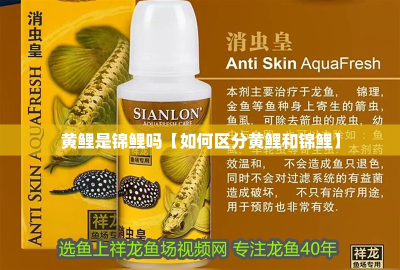 黃鯉是錦鯉嗎【如何區(qū)分黃鯉和錦鯉】