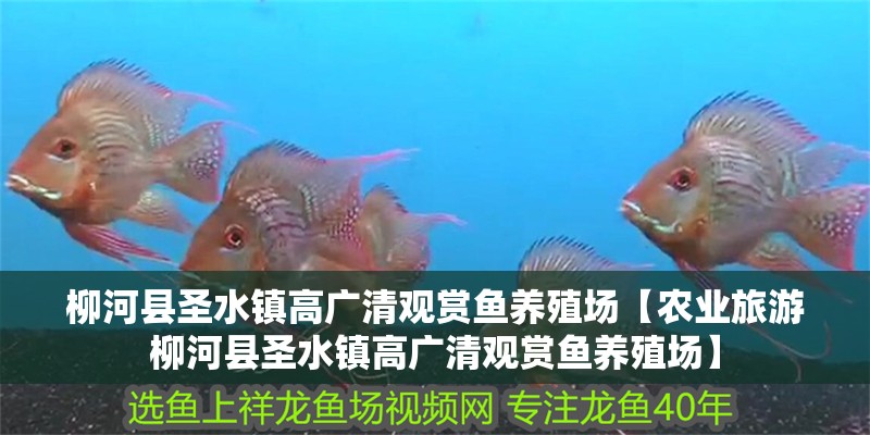 龍魚干蝦有營養嗎 柳河縣圣水鎮高廣清觀賞魚養殖場【農業旅游柳河縣圣水鎮高廣清觀賞魚養殖場】 全國水族館企業名錄 柳河縣圣水鎮高廣清觀賞魚養殖場【農業旅游柳河縣圣水鎮高廣清觀賞魚養殖場】 柳河縣圣水鎮高廣清觀賞魚養殖場【農業旅游柳河縣圣水鎮高廣清觀賞魚養殖場】 全國水族館企業名錄