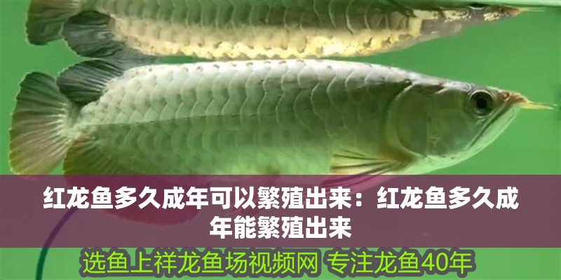 紅龍魚多久成年可以繁殖出來：紅龍魚多久成年能繁殖出來