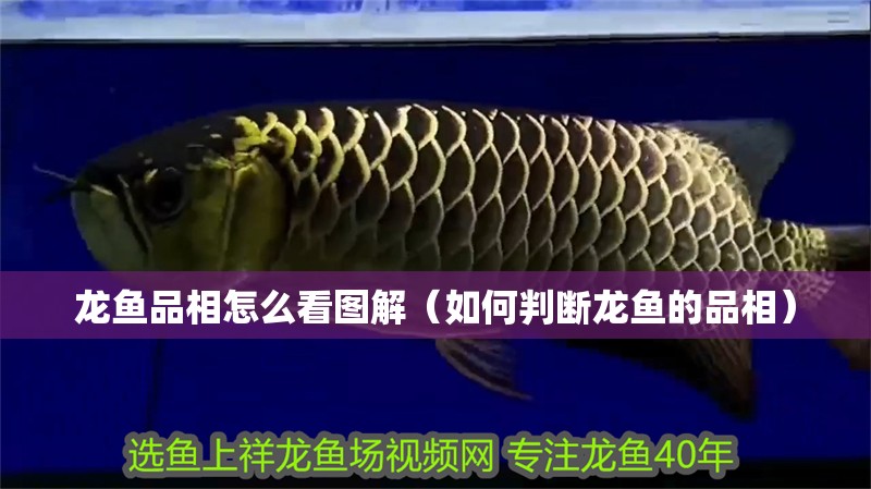 龍魚品相怎么看圖解（如何判斷龍魚的品相）