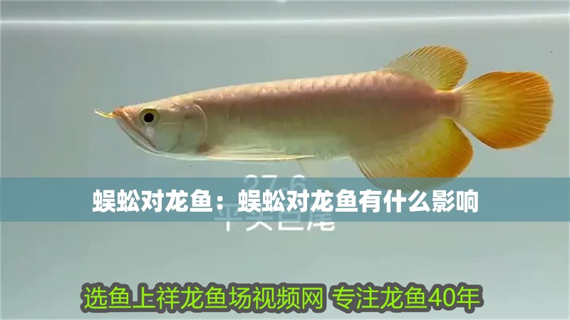 蜈蚣對龍魚：蜈蚣對龍魚有什么影響