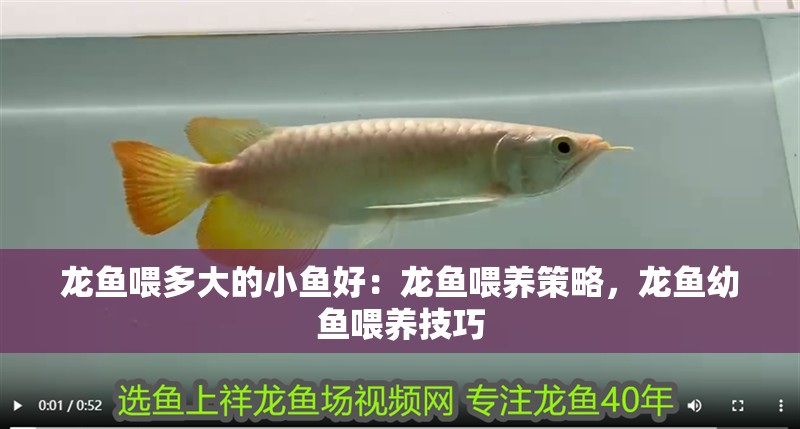 龍魚喂多大的小魚好：龍魚喂養策略，龍魚幼魚喂養技巧 龍魚喂多大的小魚好：龍魚喂養策略，龍魚幼魚喂養技巧 龍魚百科