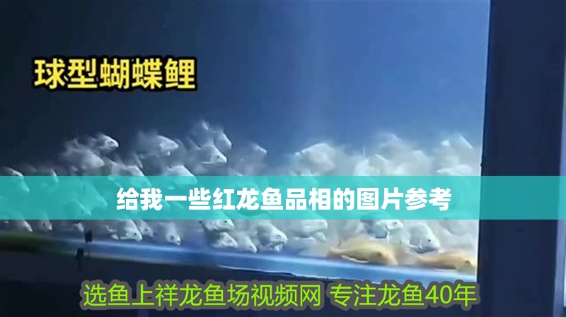 給我一些紅龍魚品相的圖片參考