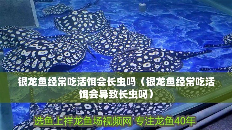我的虎魚真菌感染了要怎么處理 銀龍魚經常吃活餌會長蟲嗎(銀龍魚經常吃活餌會導致長蟲嗎) 龍魚百科 銀龍魚經常吃活餌會長蟲嗎(銀龍魚經常吃活餌會導致長蟲嗎) 銀龍魚經常吃活餌會長蟲嗎(銀龍魚經常吃活餌會導致長蟲嗎) 龍魚百科
