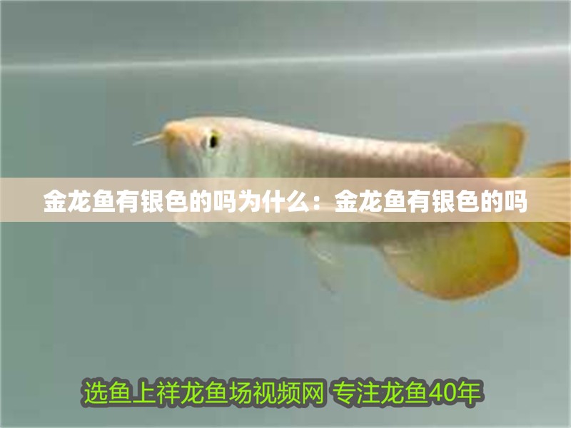 金龍魚有銀色的嗎為什么：金龍魚有銀色的嗎