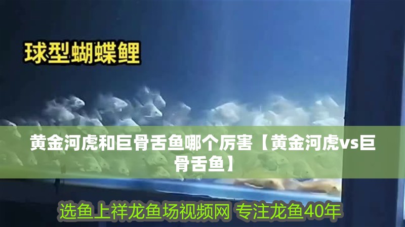 黃金河虎和巨骨舌魚哪個厲害【黃金河虎vs巨骨舌魚】