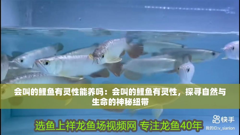 詳細(xì)閱讀:會叫的鯉魚有靈性能養(yǎng)嗎:會叫的鯉魚有靈性,探尋自然與生命的神秘紐帶 會叫的鯉魚有靈性能養(yǎng)嗎:會叫的鯉魚有靈性,探尋自然與生命的神秘紐帶