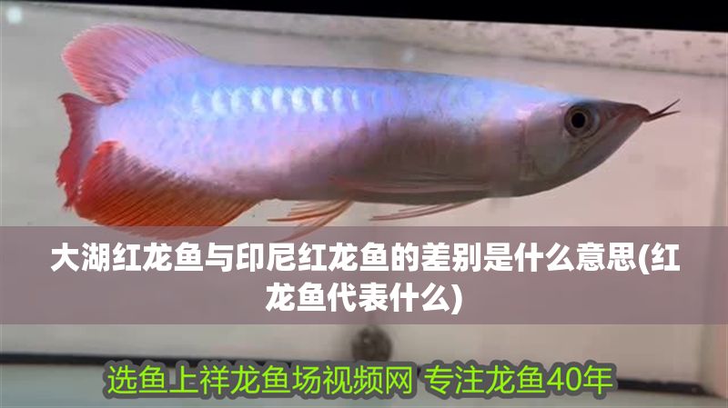 大湖紅龍魚與印尼紅龍魚的差別是什么意思(紅龍魚代表什么)