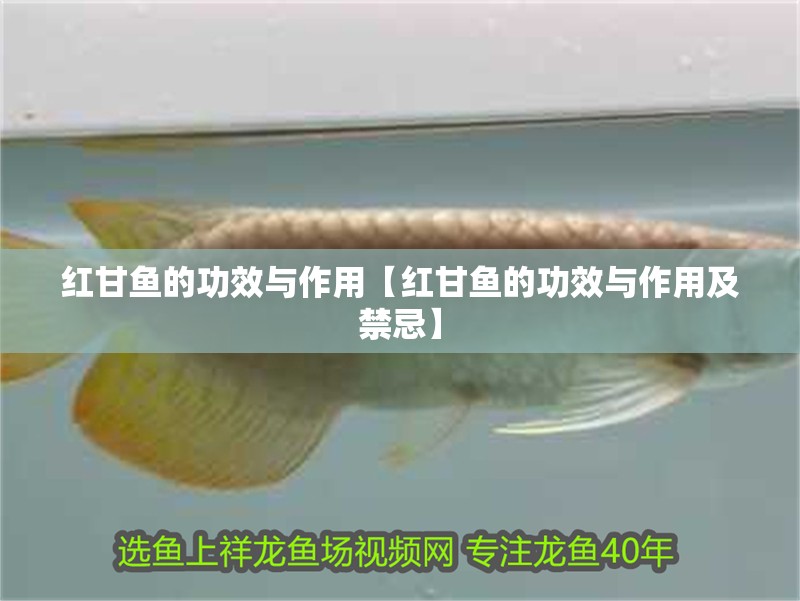 紅甘魚的功效與作用【紅甘魚的功效與作用及禁忌】