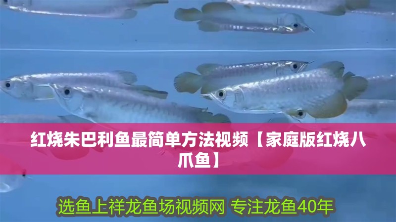 紅燒朱巴利魚最簡單方法視頻【家庭版紅燒八爪魚】 紅燒朱巴利魚最簡單方法視頻【家庭版紅燒八爪魚】 龍魚論壇