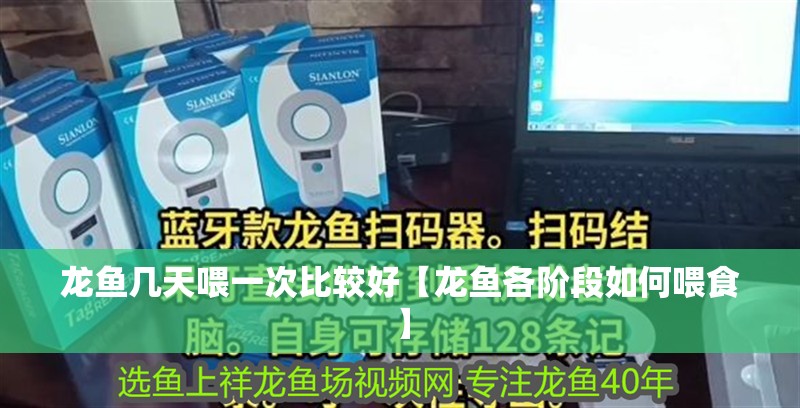 龍魚幾天喂一次比較好【龍魚各階段如何喂食】