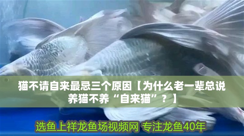 貓不請自來最忌三個原因【為什么老一輩總說養貓不養“自來貓”？】