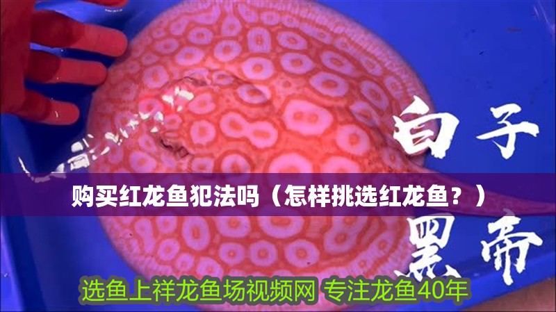 購買紅龍魚犯法嗎（怎樣挑選紅龍魚？）