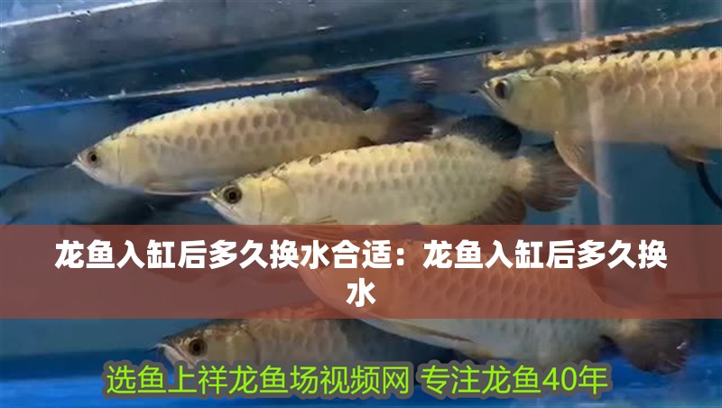 龍魚入缸后多久換水合適：龍魚入缸后多久換水