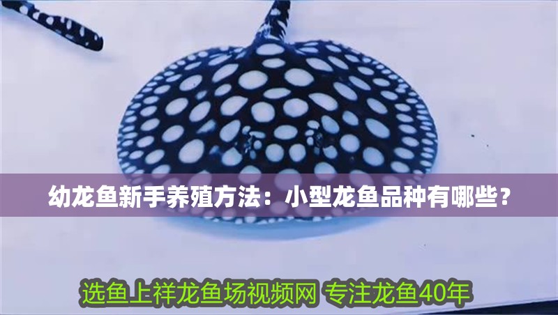 幼龍魚新手養殖方法：小型龍魚品種有哪些？