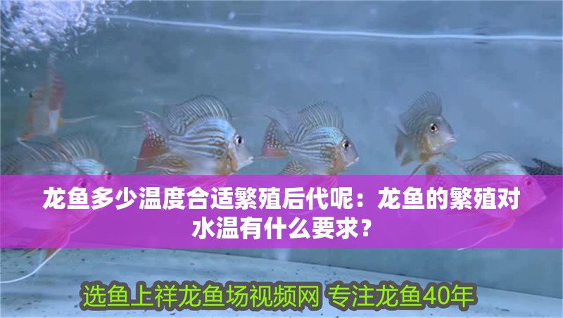 龍魚多少溫度合適繁殖后代呢：龍魚的繁殖對水溫有什么要求？