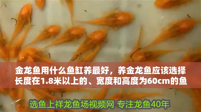 金龍魚用什么魚缸養(yǎng)最好,養(yǎng)金龍魚應該選擇長度在1.8米以上的、寬度和高度為60cm的魚缸 魚缸百科 第2張 金龍魚用什么魚缸養(yǎng)最好,養(yǎng)金龍魚應該選擇長度在1.8米以上的、寬度和高度為60cm的魚缸 金龍魚用什么魚缸養(yǎng)最好,養(yǎng)金龍魚應該選擇長度在1.8米以上的、寬度和高度為60cm的魚缸 魚缸百科 第2張
