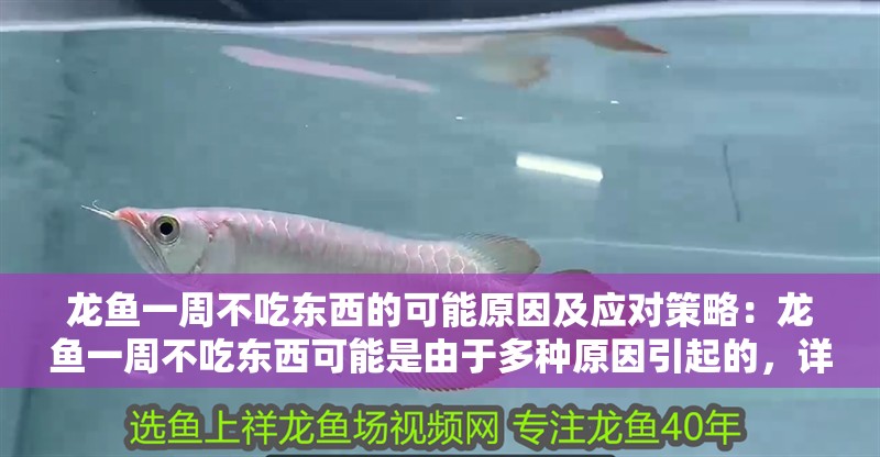 龍魚一周不吃東西的可能原因及應(yīng)對策略：龍魚一周不吃東西可能是由于多種原因引起的，詳細(xì)分析