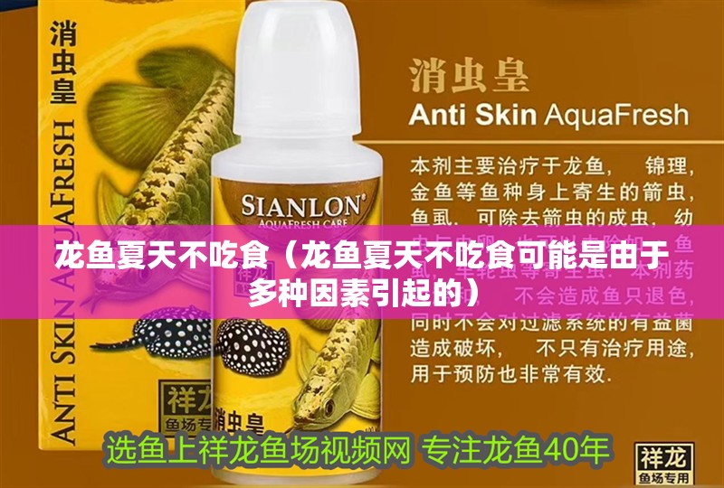 龍魚夏天不吃食（龍魚夏天不吃食可能是由于多種因素引起的）
