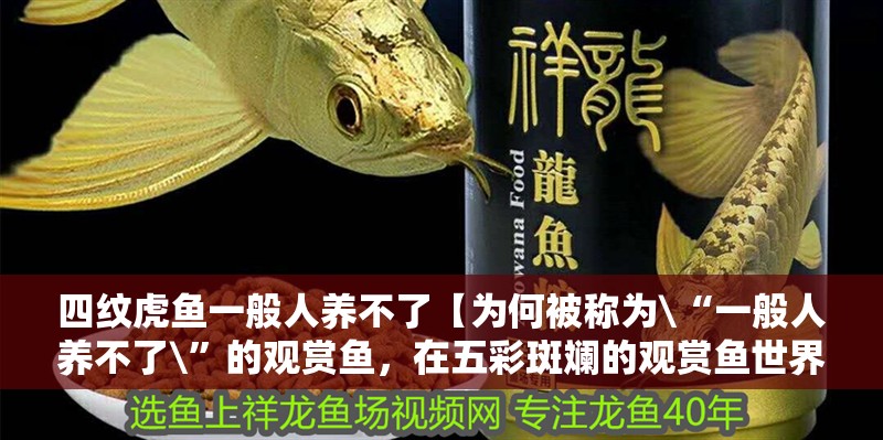 四紋虎魚一般人養不了【為何被稱為\“一般人養不了\”的觀賞魚，在五彩斑斕的觀賞魚世界中】