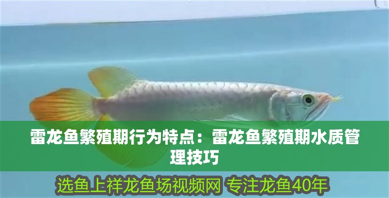 雷龍魚繁殖期行為特點：雷龍魚繁殖期水質管理技巧