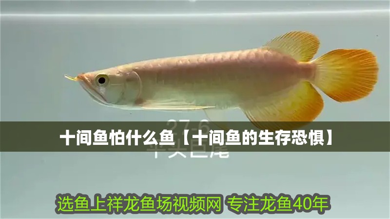 鸚鵡魚和銀龍魚混養怎樣喂食 十間魚怕什么魚【十間魚的生存恐懼】 龍魚論壇 十間魚怕什么魚【十間魚的生存恐懼】 十間魚怕什么魚【十間魚的生存恐懼】 龍魚論壇