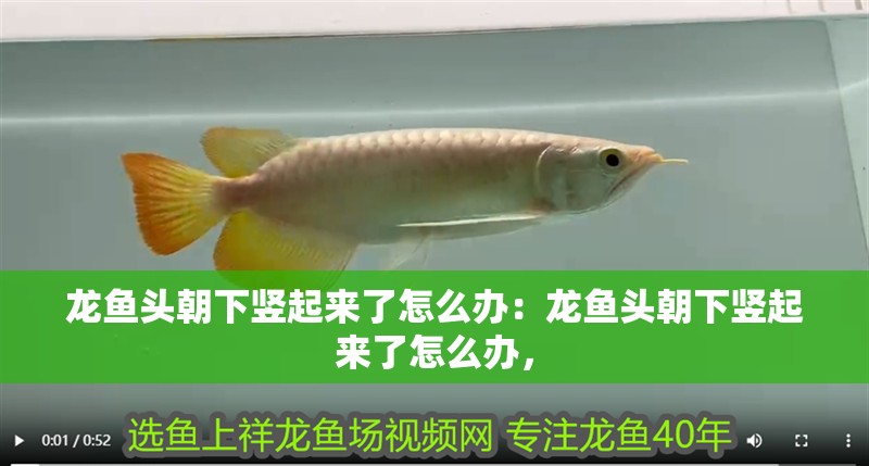 龍魚頭朝下豎起來了怎么辦：龍魚頭朝下豎起來了怎么辦，