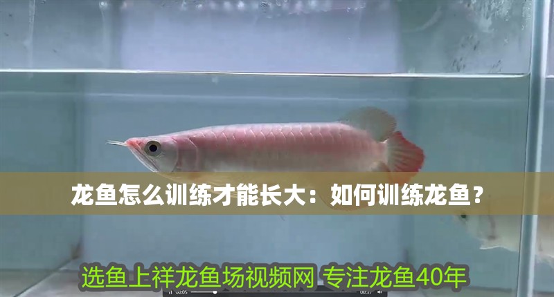 龍魚怎么訓(xùn)練才能長(zhǎng)大：如何訓(xùn)練龍魚？