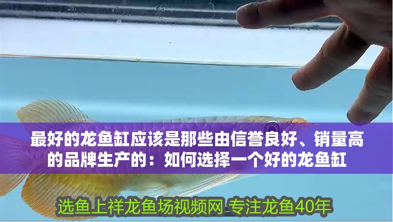 最好的龍魚缸應(yīng)該是那些由信譽(yù)良好、銷量高的品牌生產(chǎn)的：如何選擇一個好的龍魚缸