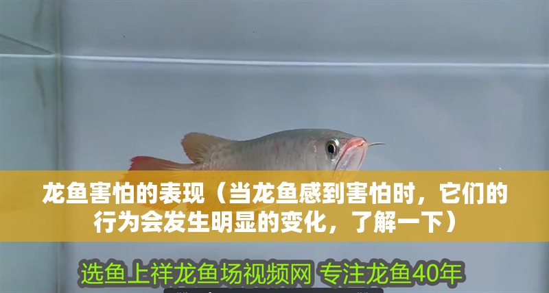 龍魚害怕的表現(xiàn)（當龍魚感到害怕時，它們的行為會發(fā)生明顯的變化，了解一下）