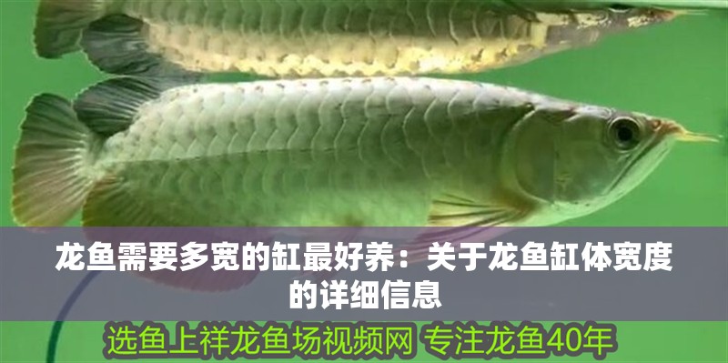龍魚(yú)需要多寬的缸最好養(yǎng)：關(guān)于龍魚(yú)缸體寬度的詳細(xì)信息 龍魚(yú)需要多寬的缸最好養(yǎng)：關(guān)于龍魚(yú)缸體寬度的詳細(xì)信息 龍魚(yú)百科