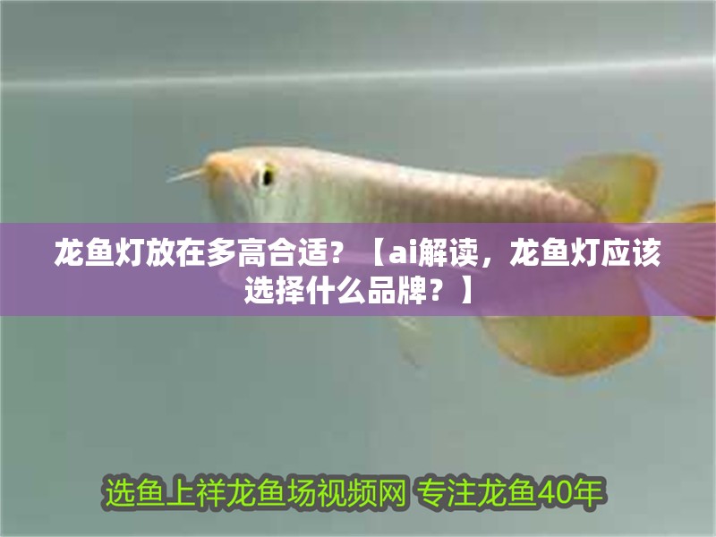 龍魚燈放在多高合適？【ai解讀，龍魚燈應該選擇什么品牌？】