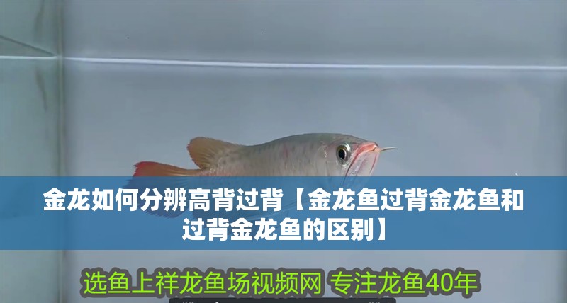 金龍如何分辨高背過背【金龍魚過背金龍魚和過背金龍魚的區別】