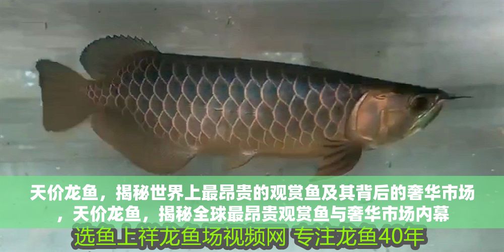 天價(jià)龍魚，揭秘世界上最昂貴的觀賞魚及其背后的奢華市場(chǎng)，天價(jià)龍魚，揭秘全球最昂貴觀賞魚與奢華市場(chǎng)內(nèi)幕