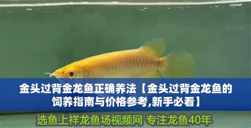 金頭過背金龍魚正確養法【金頭過背金龍魚的飼養指南與價格參考,新手必看】