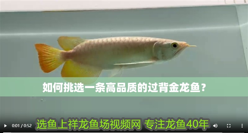 如何挑選一條高品質的過背金龍魚？
