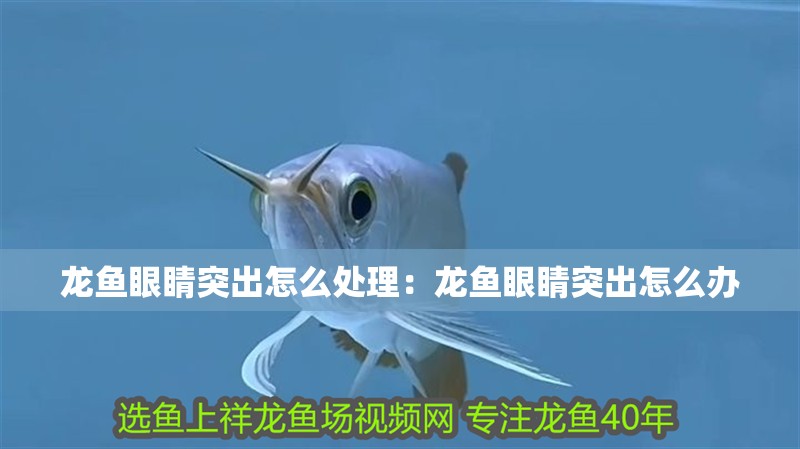 龍魚眼睛突出怎么處理：龍魚眼睛突出怎么辦