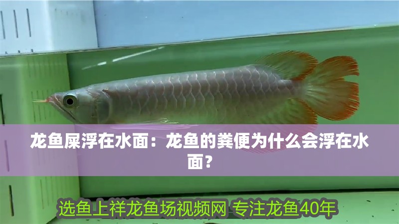 龍魚屎浮在水面：龍魚的糞便為什么會浮在水面？