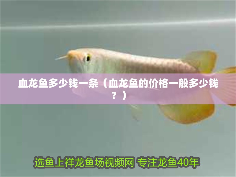 血龍魚多少錢一條（血龍魚的價(jià)格一般多少錢？）